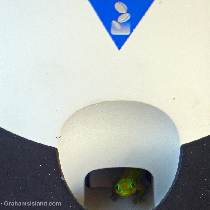 Gecko in a Pepsi machine | Graham's Island