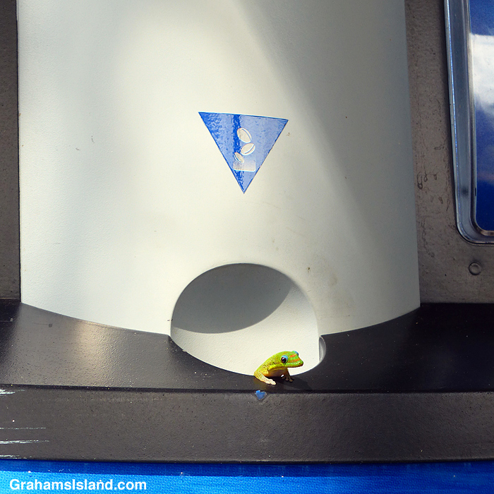 A gecko looks out from a Pepsi machine