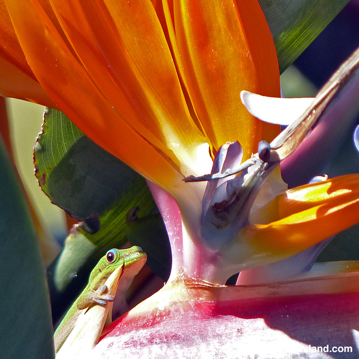 A gold dust day gecko on a bird of paradise flower in Hawaii