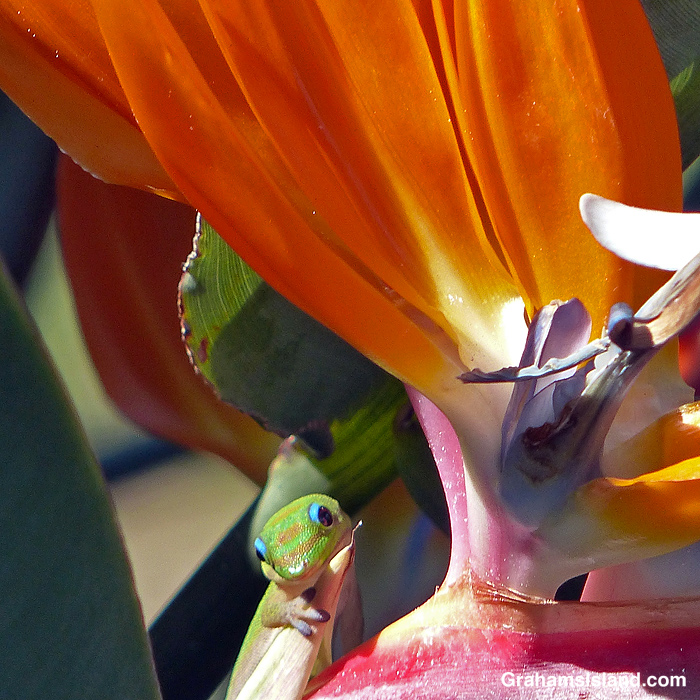 A gold dust day gecko on a bird of paradise flower in Hawaii