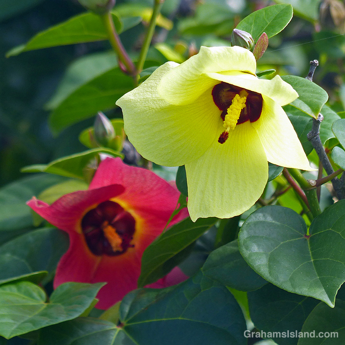 Yellow and pink Hibiscus tiliaceus flowers in Hawaii