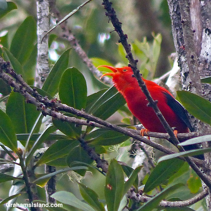 An I'iwi calls in a forest off Saddle Road, Hawaii