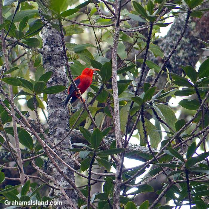 An I'iwi in a forest off Saddle Road, Hawaii