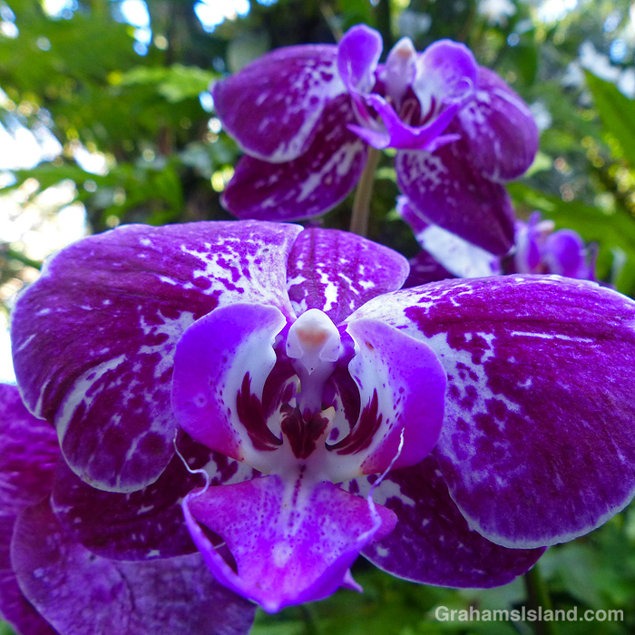 A Phalaenopsis orchid in Hawaii