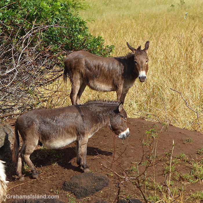 Two donkeys in Hawaii