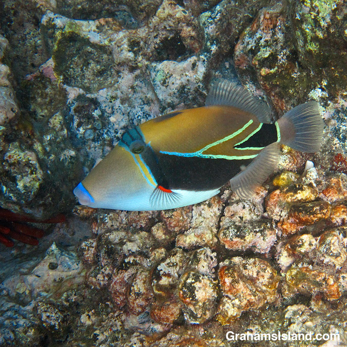 A Wedgetail Triggerfish off Hawaii
