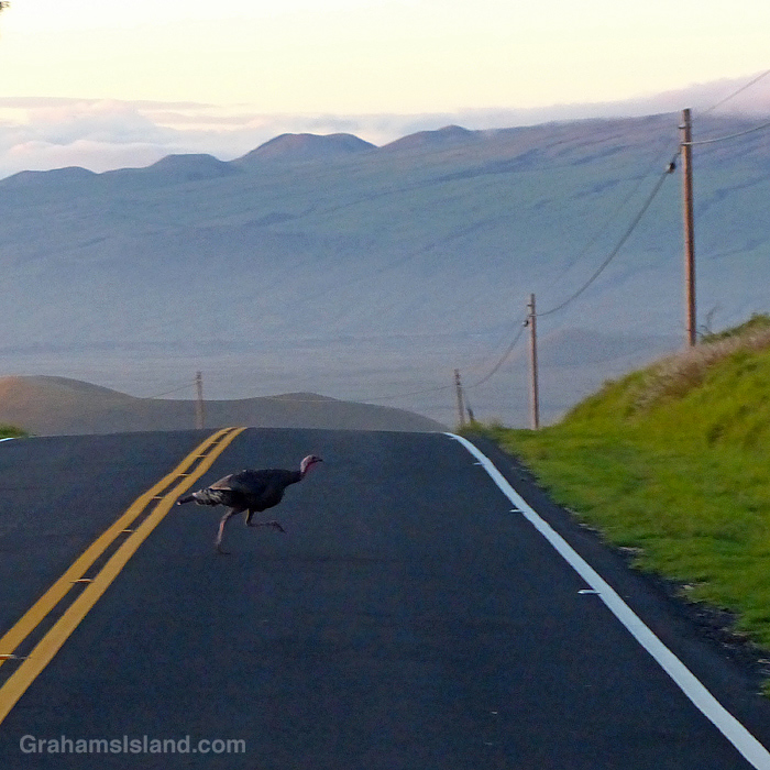 A wild turkey crosses Saddle Road in Hawaii