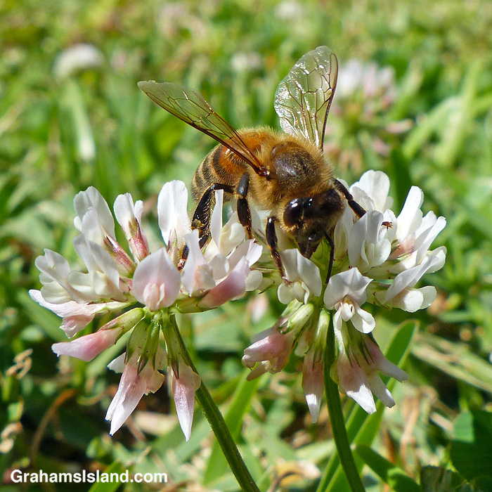 A bee scrambles over a clover flower