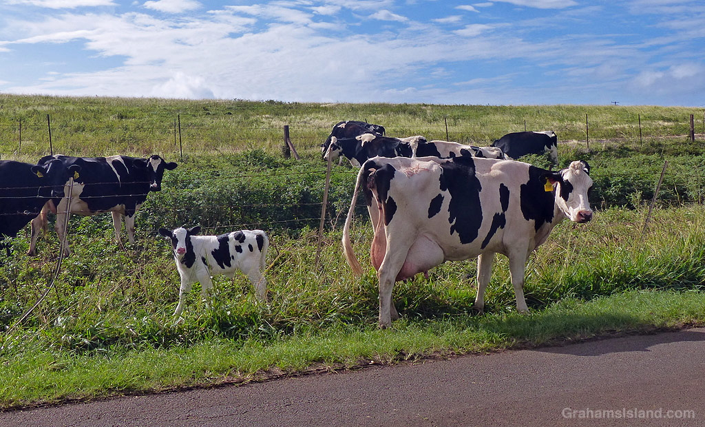 A cow and calf next to a road in North Kohala