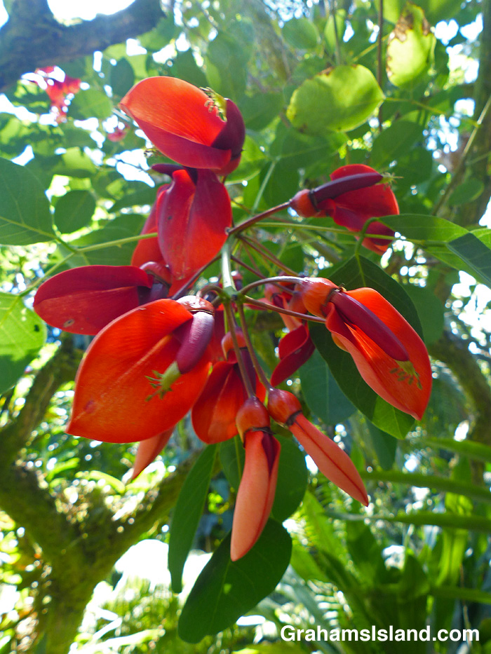 Erythrina crista galli flowers