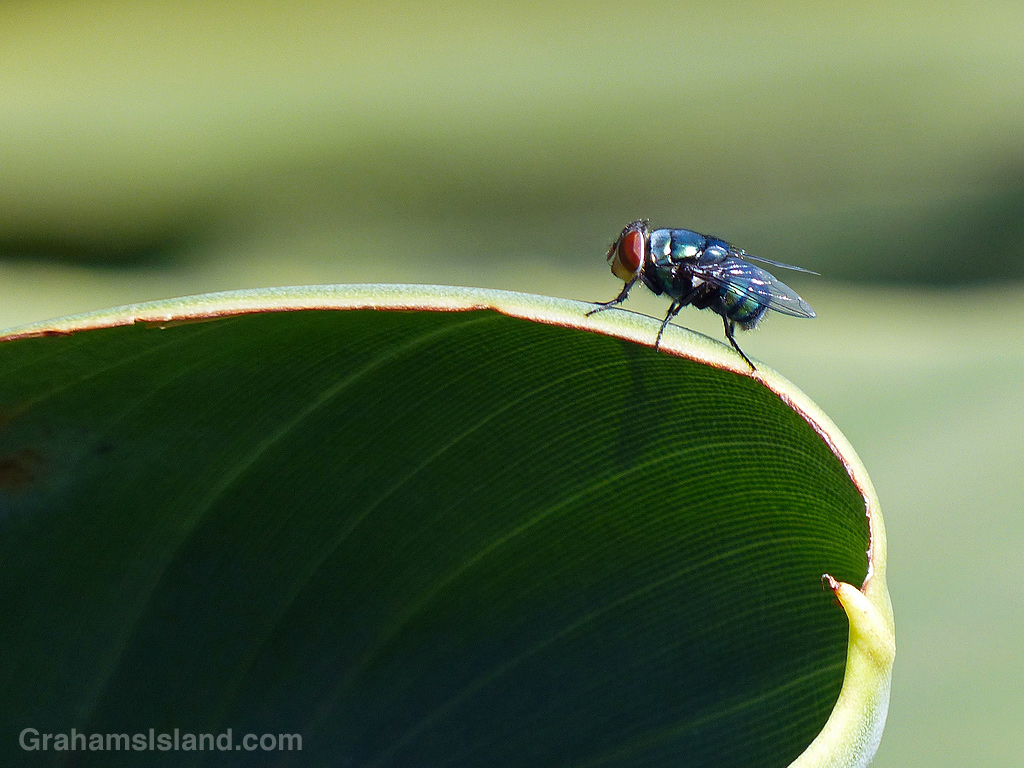 A fly on the edge of a leaf