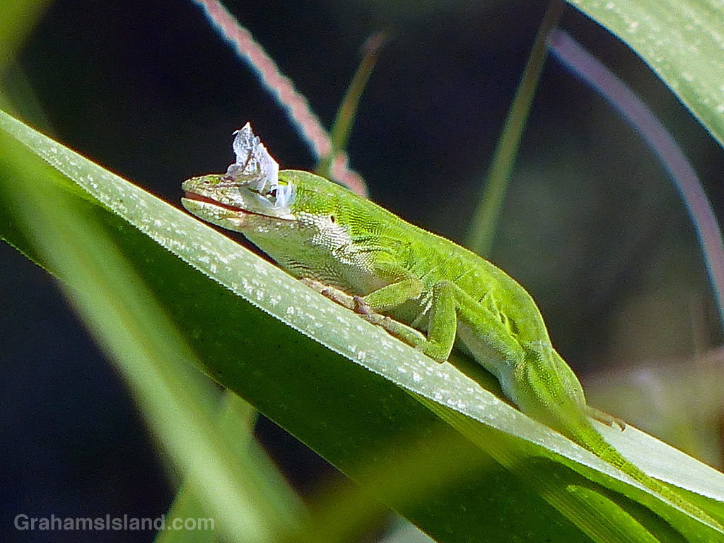 A Carolina green anole shedding in Hawaii