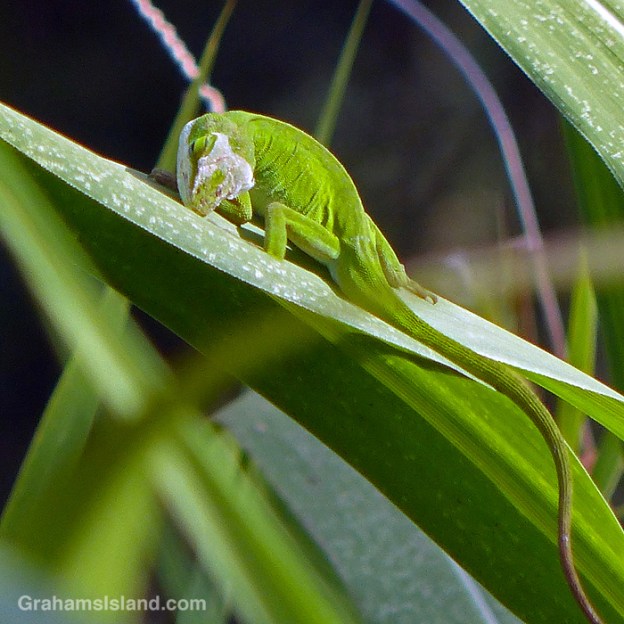 A Carolina green anole shedding in Hawaii