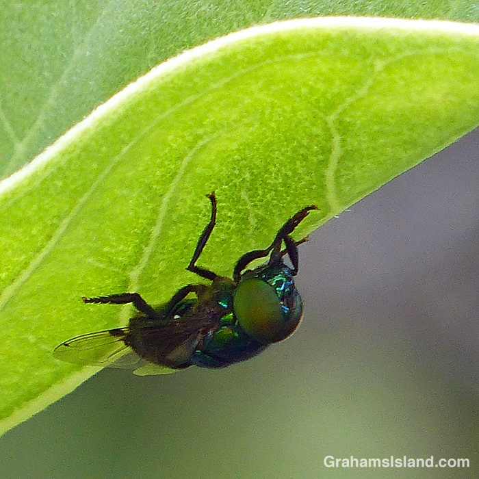 A green hover fly hangs upside down on a leaf