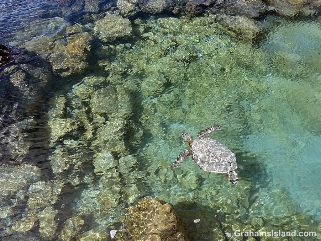 A green turtle swims in Kiholo Bay, Hawaii