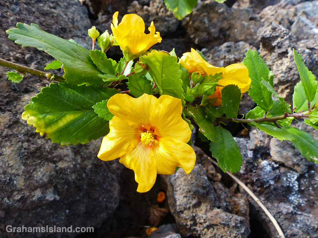 An Ilima shrub and flower