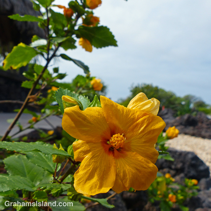 An Ilima shrub flower