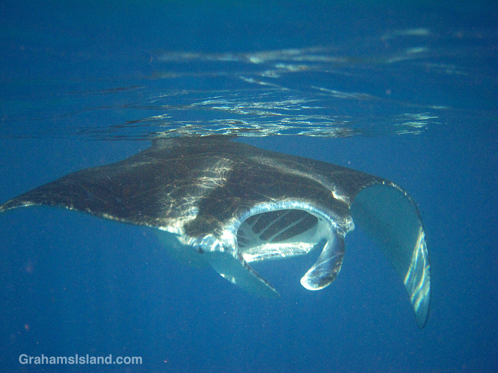 A coastal manta ray approaches