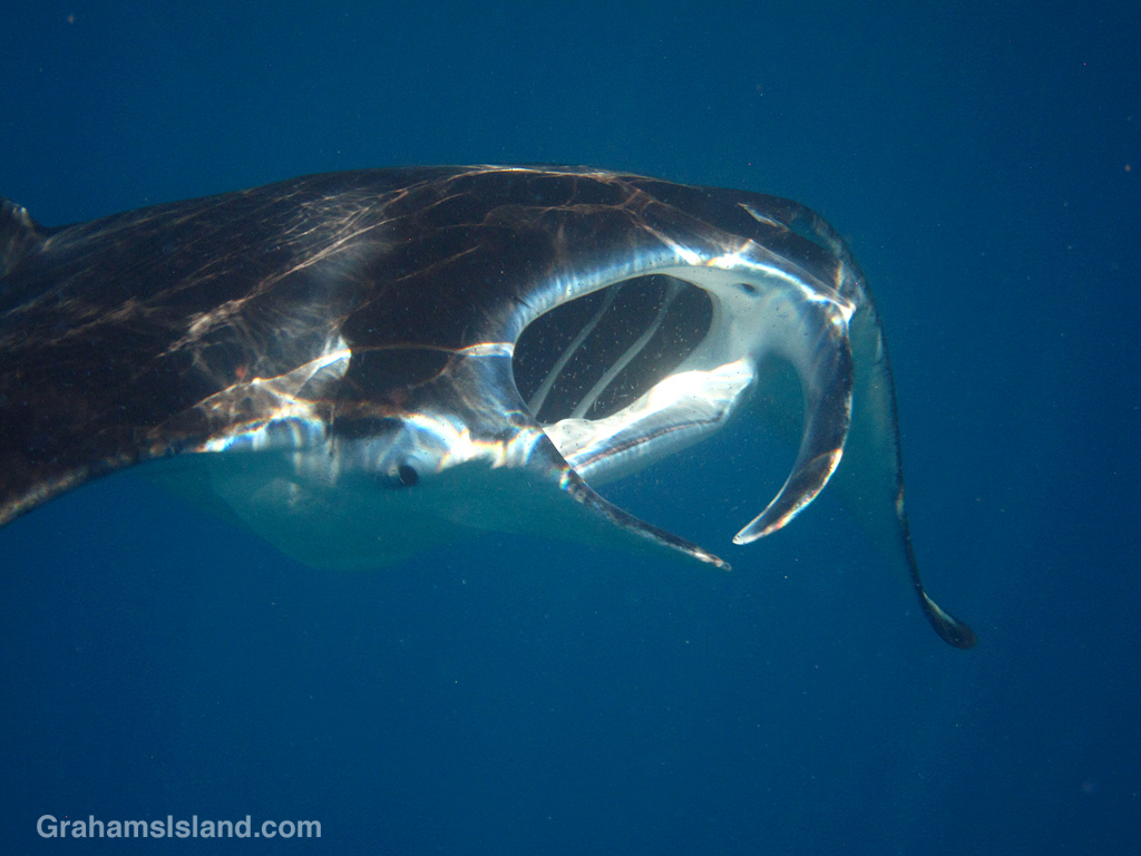Close up of a coastal manta ray approaching