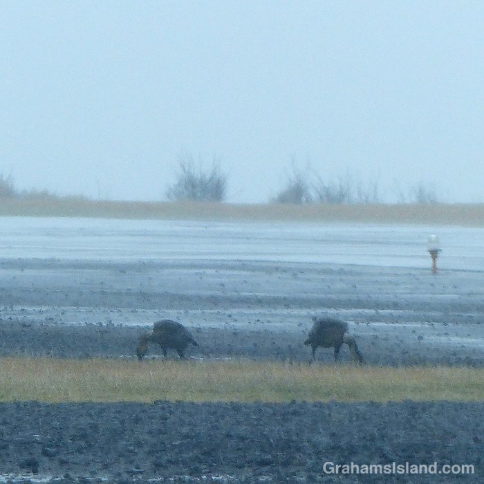 Two nene feed on a rainy day