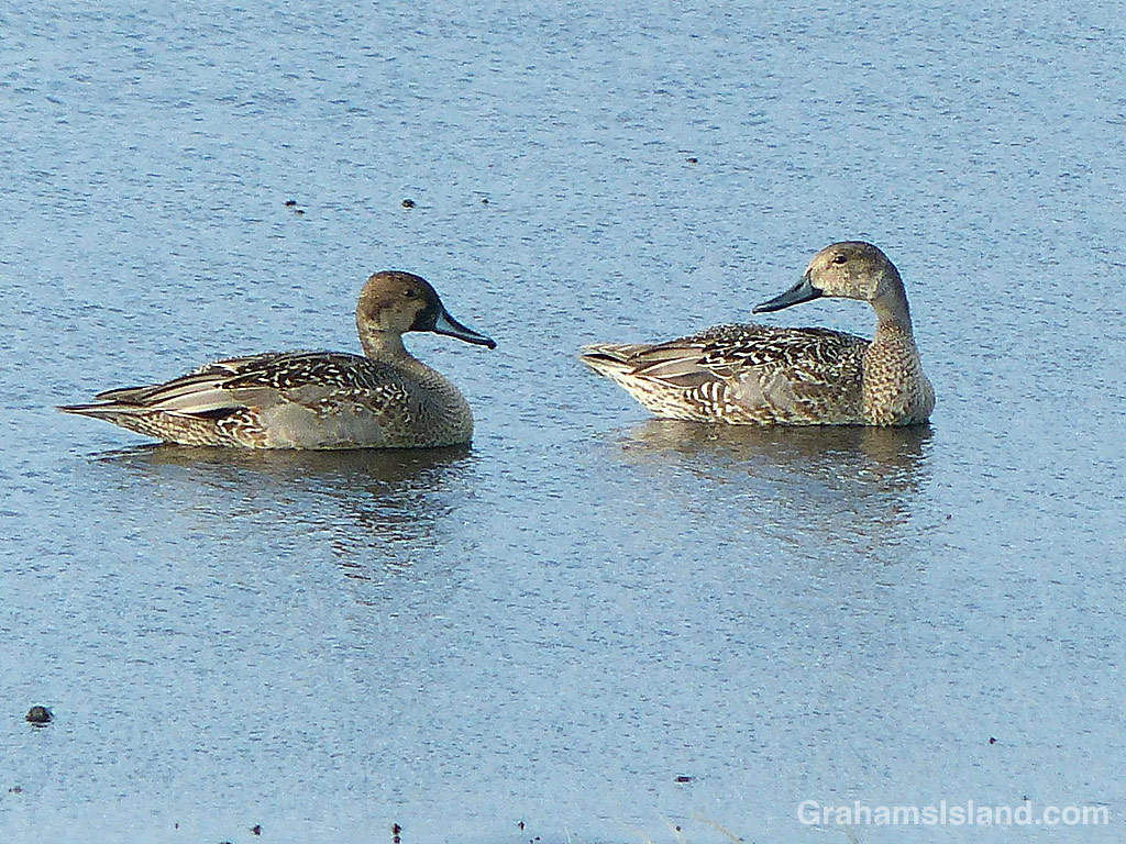 A pair of male northern pintails in Hawaii