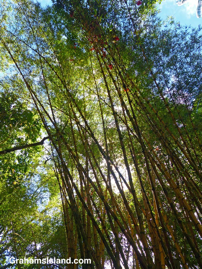 Painted bamboo at Hawaii Tropical Bioreserve and Garden