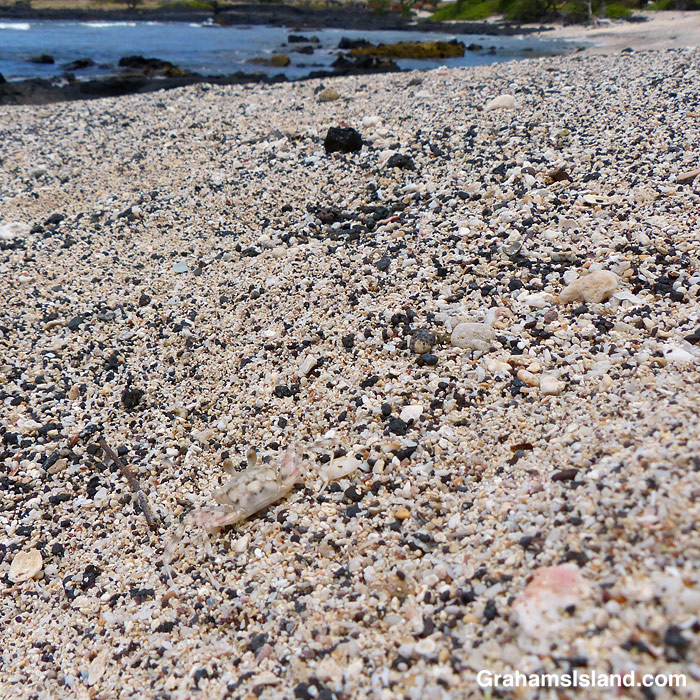 A Pallid ghost crab on a beach in Hawaii