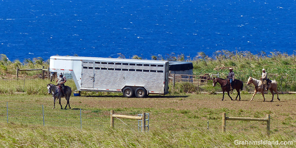 Three Paniolos on horseback in Hawaii