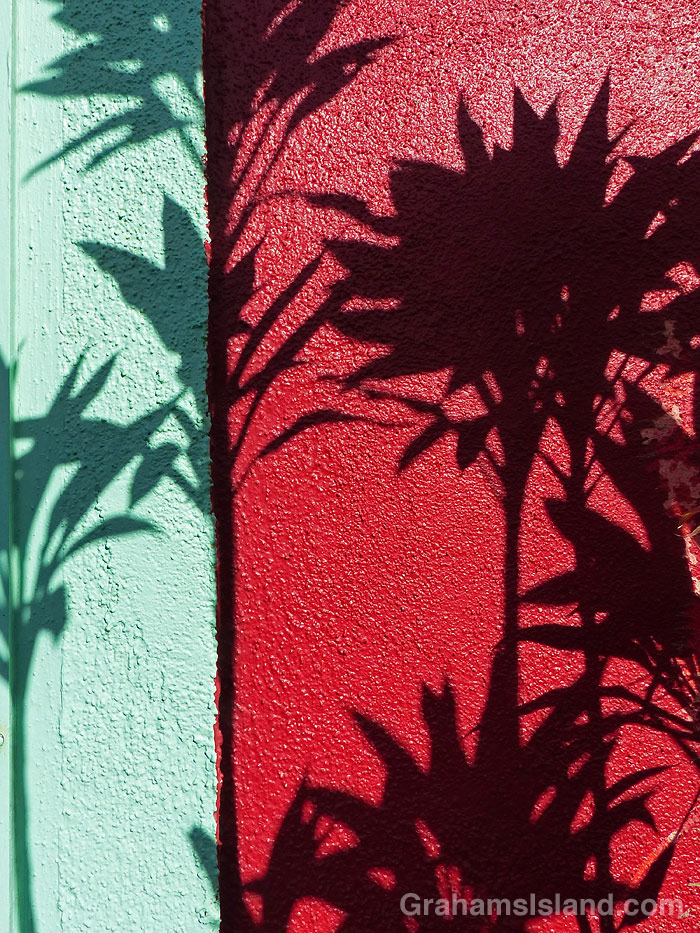 Plant shadows on a brightly colored wall