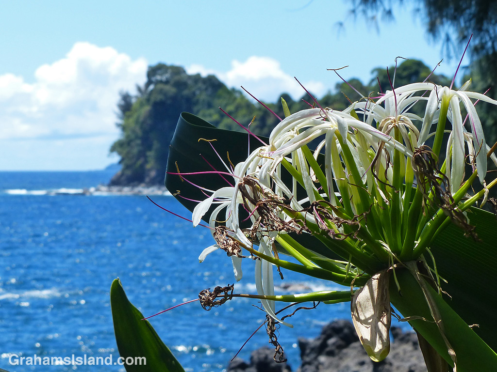 A spider lily on the coast at Hawaii Tropical Bioreserve and Garden