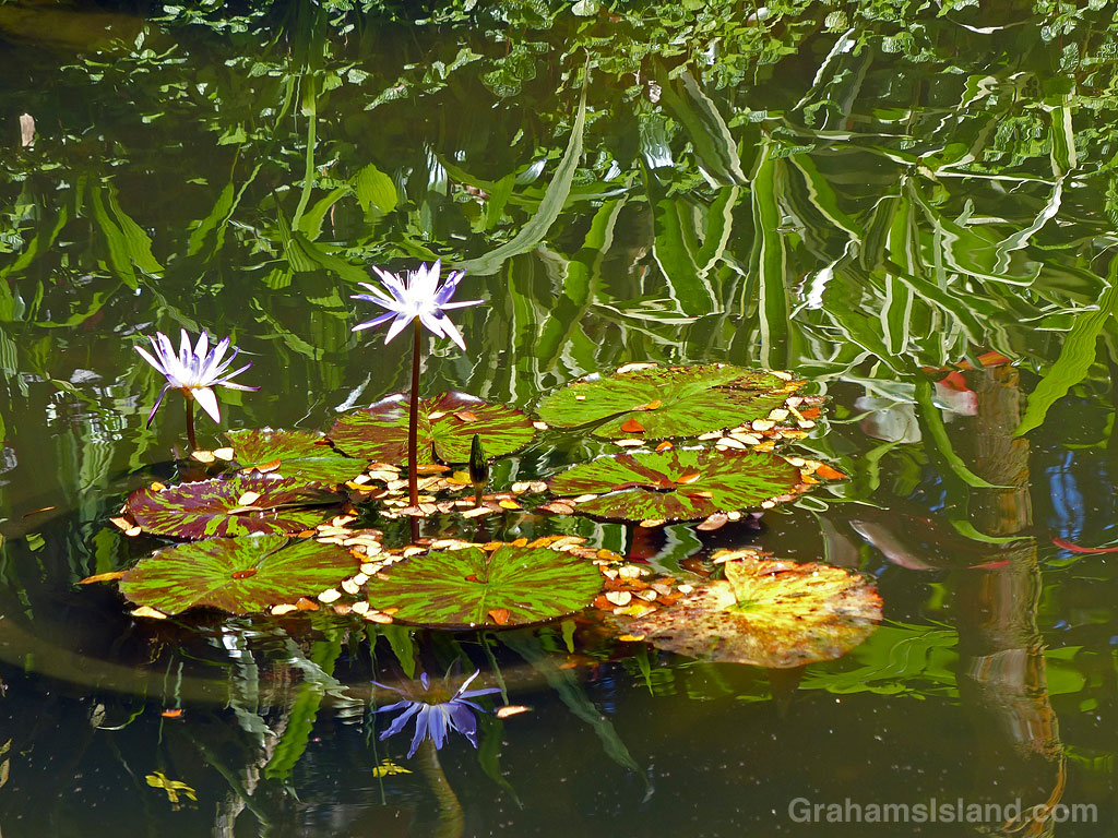 Water lilies at Hawaii Tropical Bioreserve and Garden in Hawaii