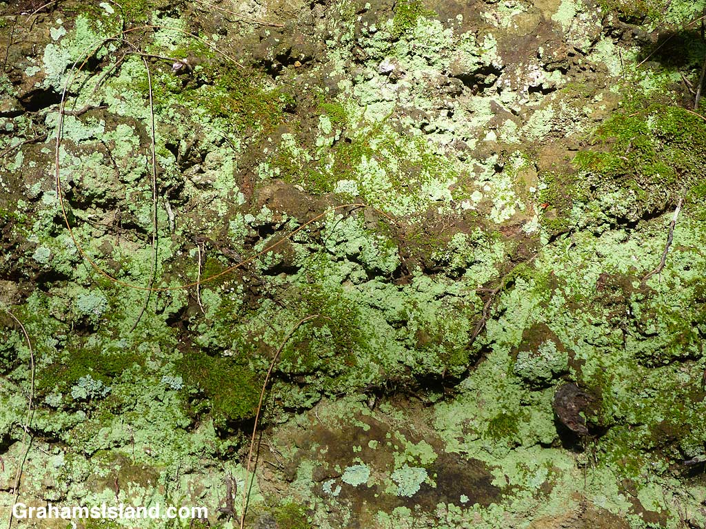 Lichens and moss on a rock wall