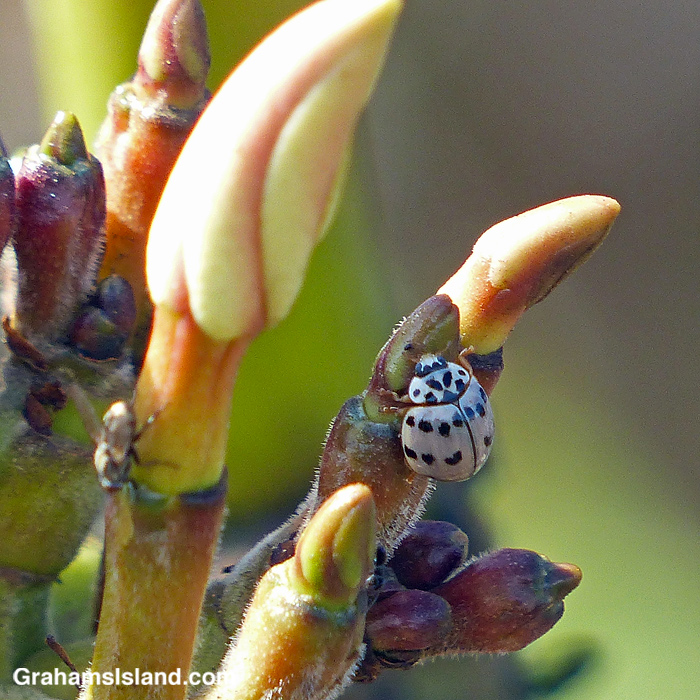 An Ashy grey lady beetle on a Plumeria tree
