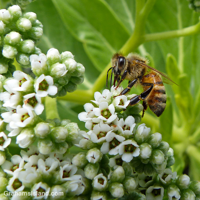 A bee on tree heliotrope flowers