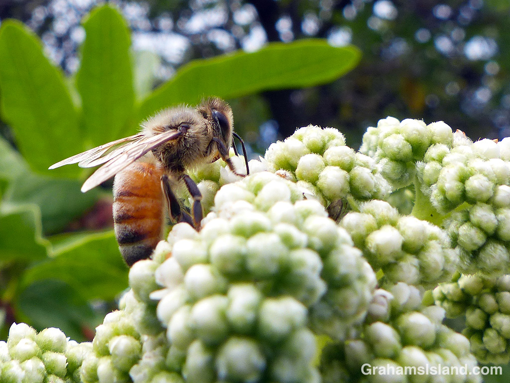 A bee on tree heliotrope flowers