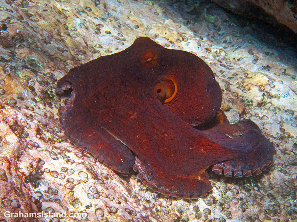 A day octopus in the waters off Hawaii