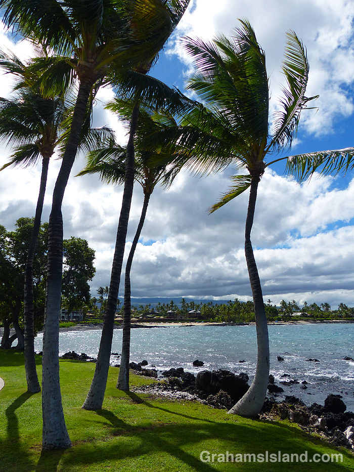 Palm tree on the coast in Hawaii