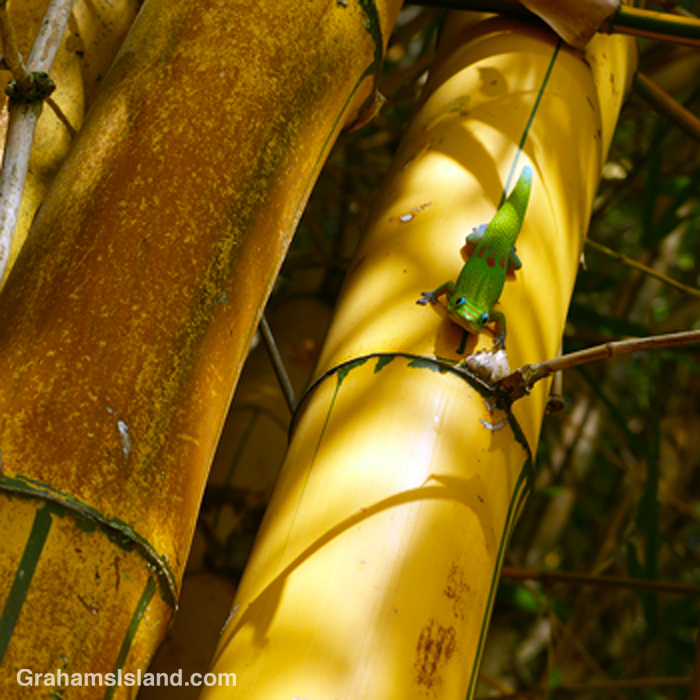 A gold dust day gecko on yellow bamboo