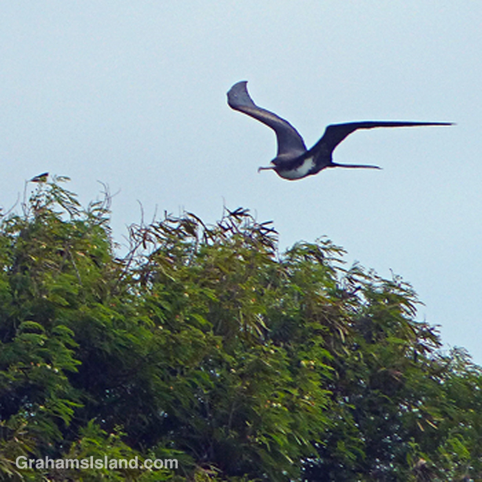A great frigatebird flies low over some trees