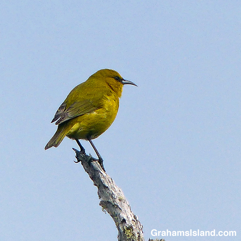 A Hawaii Amakihi perched on the end of a branch