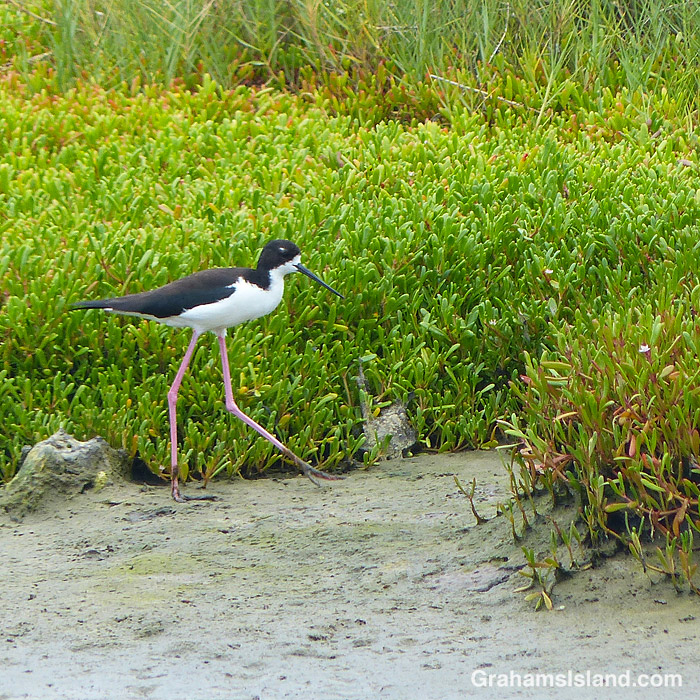 A Hawaiian stilt at Kohanaiki Beach Park in Hawaii