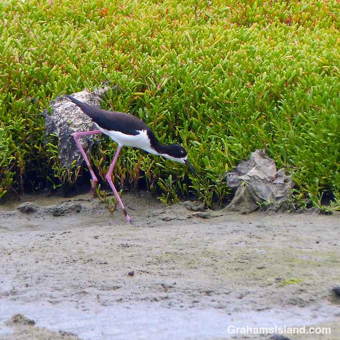A Hawaiian stilt at Kohanaiki Beach Park in Hawaii