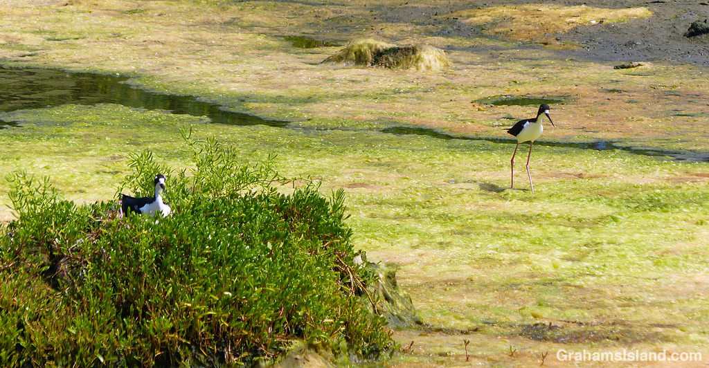 Hawaiian stilts at Kohanaiki Beach Park in Hawaii