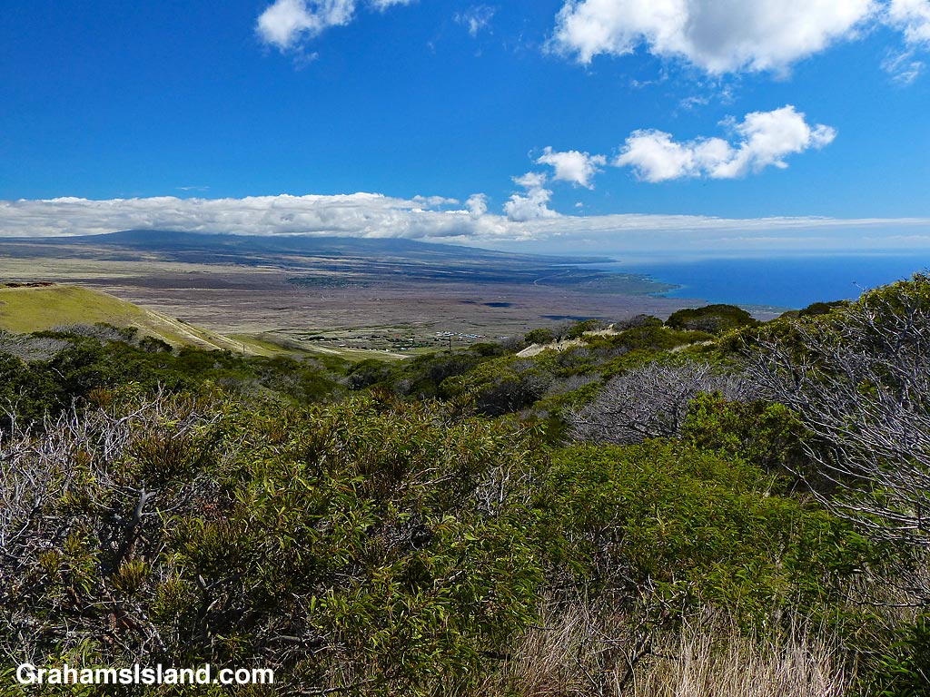 A view of Kohala Coast from Koai'a Tree Sanctuary
