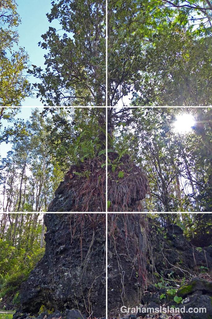 A tree growing out of a lava tree