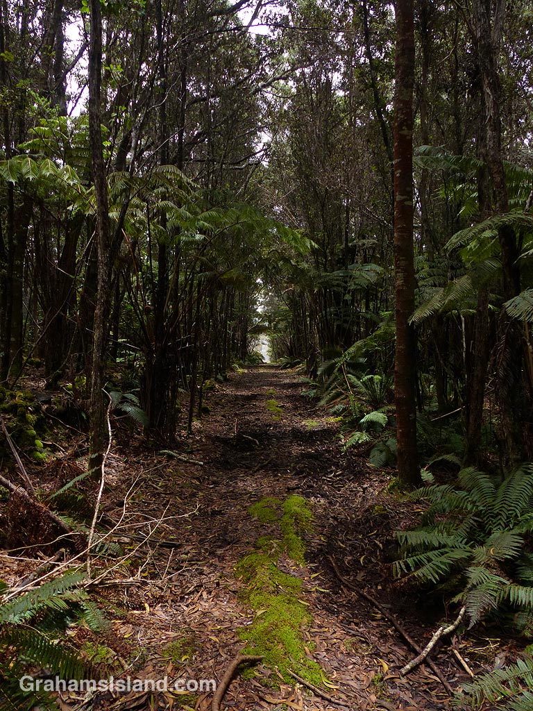 The Powerline trail in Hawaii passes through trees