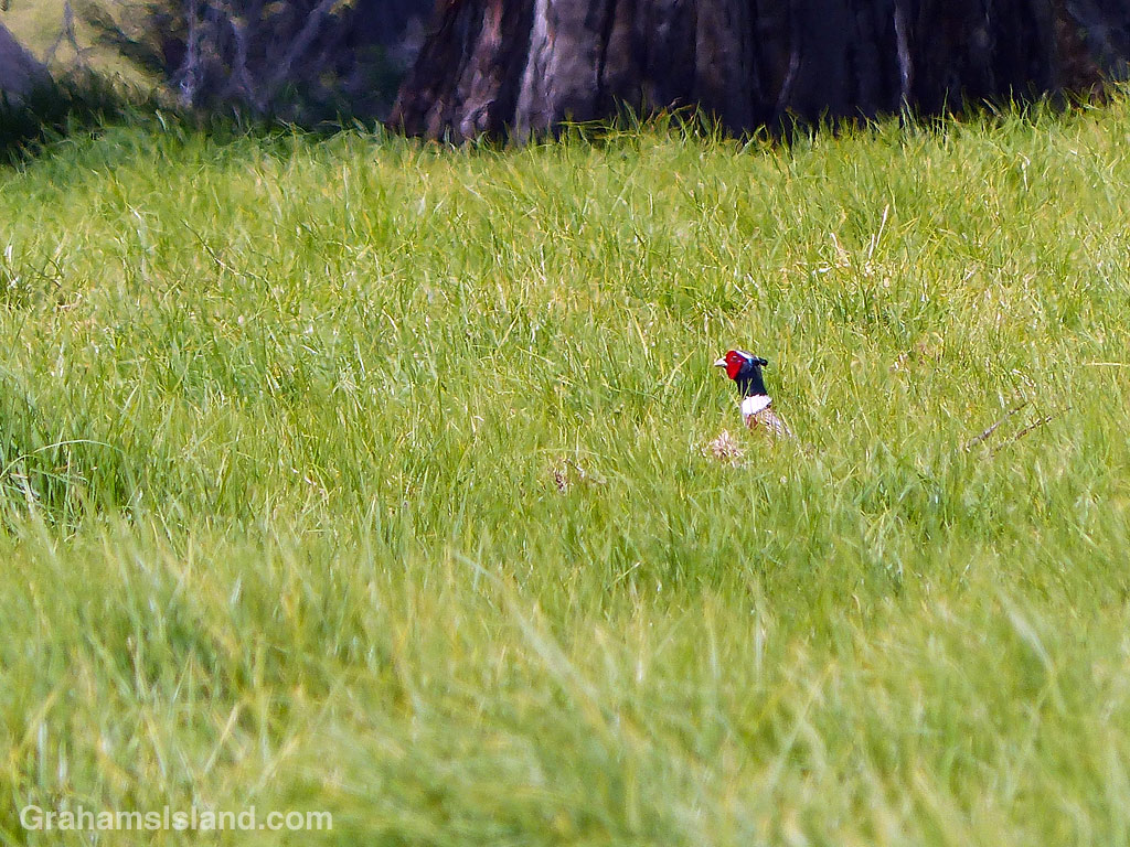 A Ring-necked Pheasant in the grass off Old Saddle Road, Hawaii