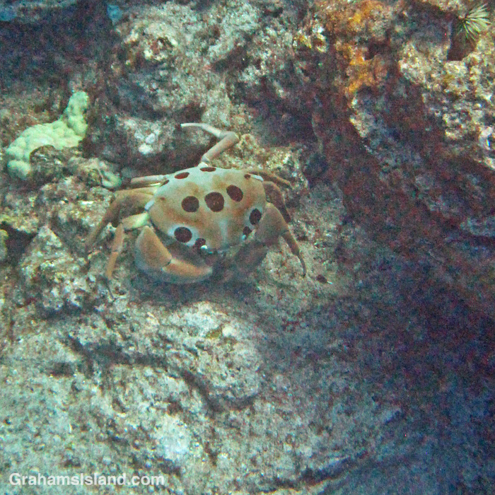 A Seven-eleven crab off Hawaii