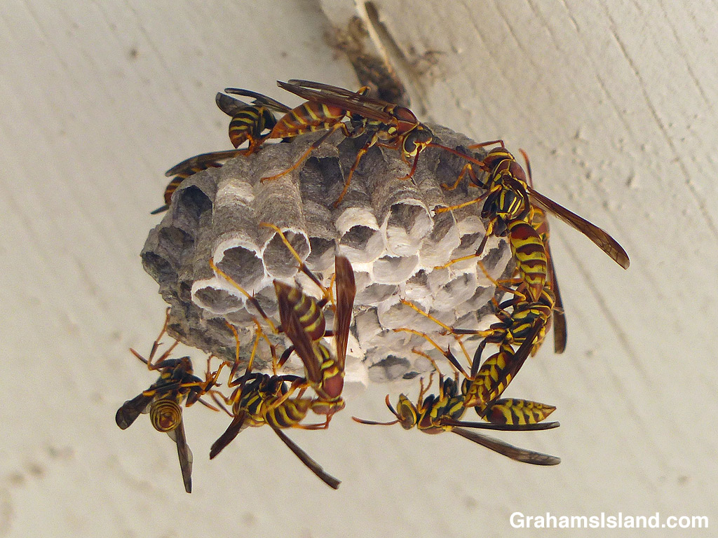 Wasps building a nest