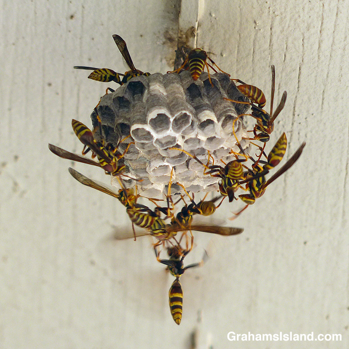 Wasps building a nest